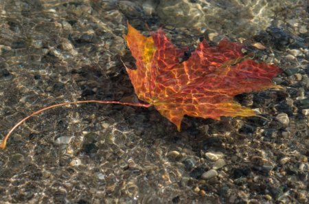 Floating - water, floating, leaf, leaves