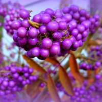 â™¥     Purple Berries     â™¥