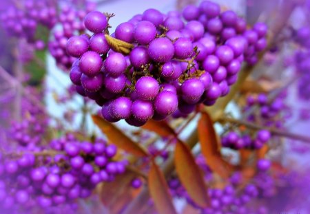 ♥     Purple Berries     ♥ - berries, callicarpa, purple, autumn, beautyberry shrub