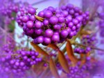 ♥     Purple Berries     ♥