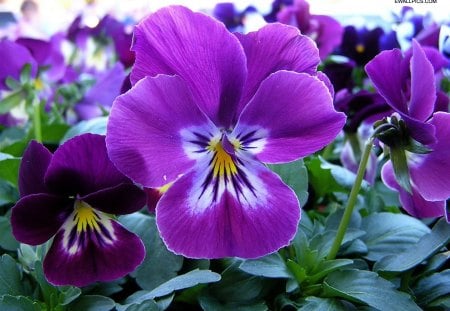 Purple flower - flower, purple, colourfull, beautiful