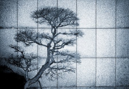 Bonsai - art, abstract, bonsai, blue