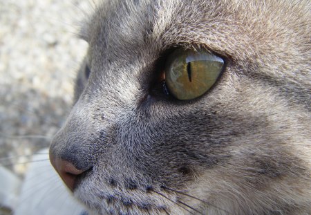 Eva's eye - eye, cute, anumals, cats