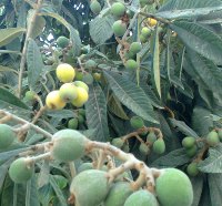 Loquat Fruit Pakistan