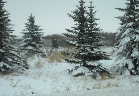 Winter wonderland in Alberta 06 - white, fields, trees, snow, photography, winter, spruce, green