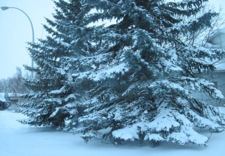 Winter wonderland in Alberta 07 - white, trees, snow, photography, winter, green