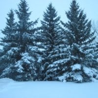 Winter wonderland in Alberta 08