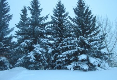 Winter wonderland in Alberta 08 - white, trees, photography, snow, winter, spruce, green