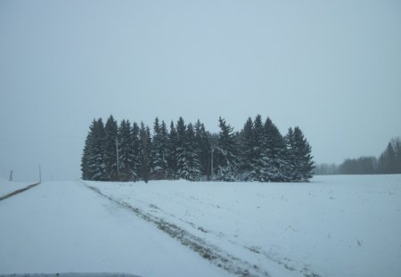 Winter wonderland in Alberta 09 - trees, white, winter, fields, spruce, green, photography, snow