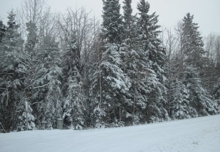 Winter wonderland in Alberta 11 - trees, white, winter, spruce, photography, snow