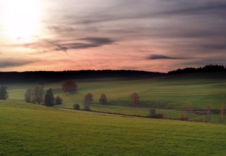 morning meadow landscape - trees, mist, landscape, grass, morning