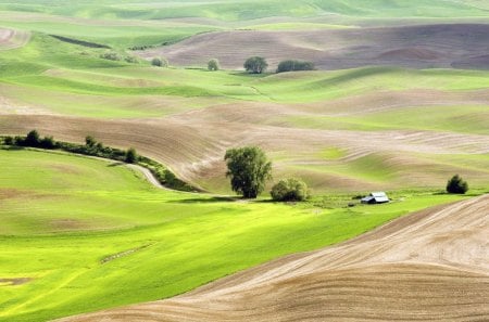 cultivated landscape in summer - trees, fields, cultivated, road, cabins