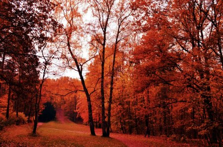 Colors of Autumn - path, forest, trees, meadow