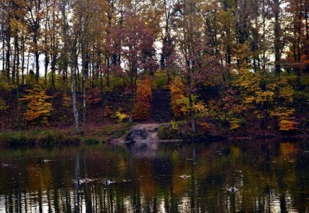 Autumn Stairs - ducks, forest, pond, reflections, leaves, sun, colors