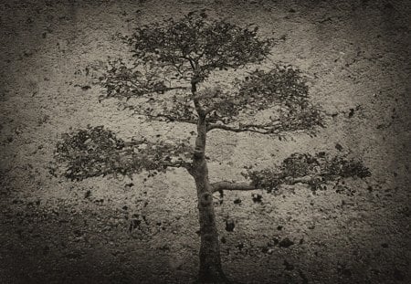 Bonsai - nature, tree, abstract, bonsai