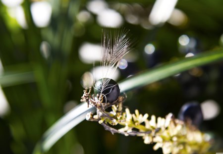 Feather Berry - berry, feather, flower, plant