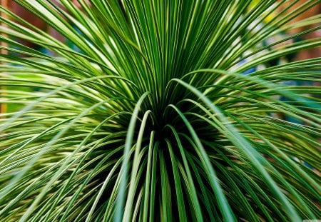 Cactus - cactus, plant, desert, green