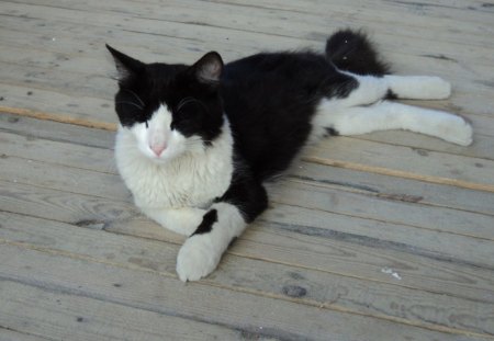 Hello Sleepy - white, sleepy, cute, black, cat