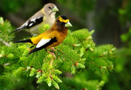 Birds on a fence - branches, fence, adorable, colorful, forest, green, sweet, tree, friends, cute, birds