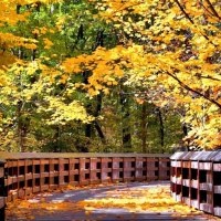 Bridge in autumn forest
