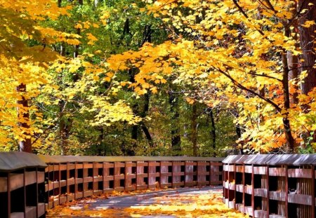 Bridge in autumn forest - pretty, calm, yellow, forest, leaves, path, golden, nice, falling, trees, beautiful, road, lovely, fall, nature, autumn, serenity, peaceful, foliage, bridge