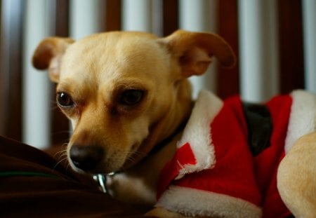 Christmas Time♥ - dogs, costume, forever, red, christmas time, love, animals