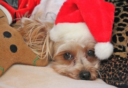 Cutie on Christmas♥ - pretty, forever, dog, lovely, love, christmas, pet, sweetheart, time, red hat, animals, cutie