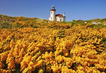 Wildflowers in Oregon - pretty, meadow, mountain, flowers, fresh, field, golden, nice, sky, lighthouse, beautiful, slope, lovely, freshness, orange, oregon, wildflowers, nature, america, state