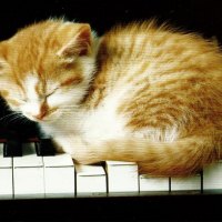 Kitty on the piano