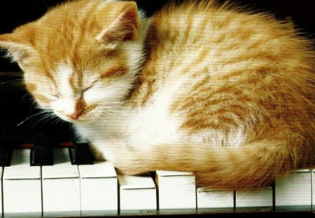 Kitty on the piano - piano, keys, sleeping, kitten