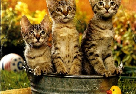 Three kittens in a pail