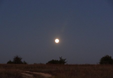 Moonlight - moon, sky, moonlight, trees