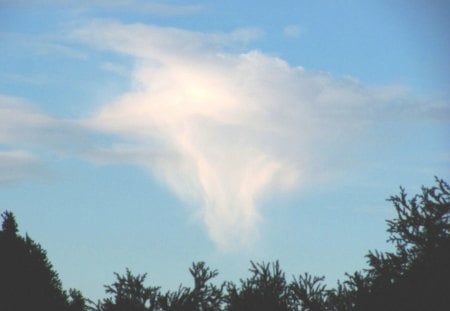 Glad It's Not Spinning - trees, unique, nature, cloud, sky