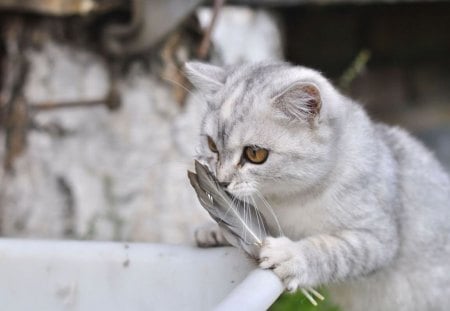 Dinner was yummy - dinner, cats, yummy, feather, animals