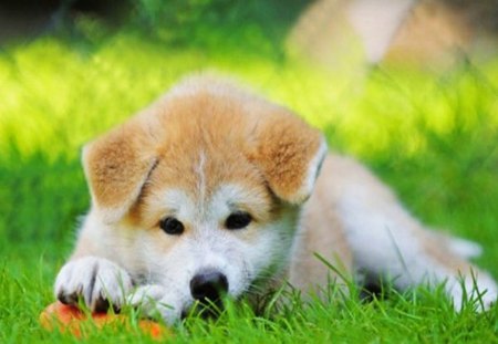 So Bored - puppy, animals, furry, dogs, grass, bored