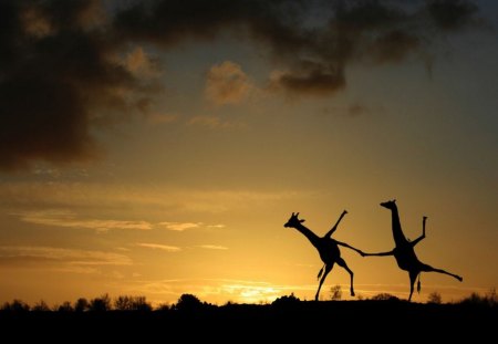 dancing giraffes - fun, giraffes, animals, dancing