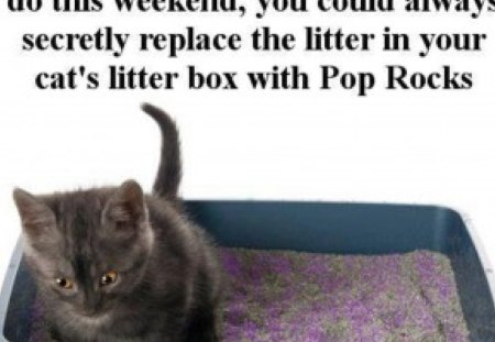 Bored? Try this! - fun, litter box, pop rocks, cats