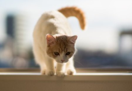 Hanna, by Ben Torode - ben torode, animal, kitten, cat