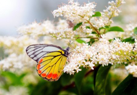 Butterfly on flowers - butterfly, animal, flower, nature