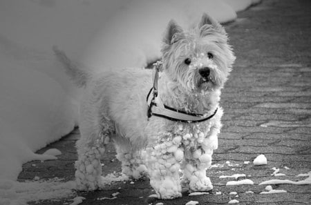 What?!! I just love snow!!! - white, love, snow, dog