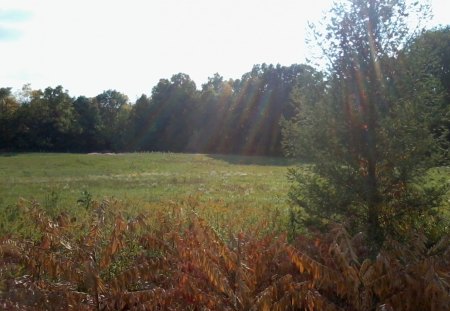 Only in America - american fields, pine trees, american sky, rays of colors