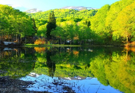 Tree reflections - lakeshore, nice, sky, trees, riverbank, greenery, clear, mirrored, reflections, crystal, calm, pretty, river, green, pond, lake, summer, shore, lovely, serenity, nature, tranquility, beautiful