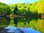 Tree reflections