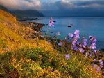 Coastal flowers under the cloudy sky