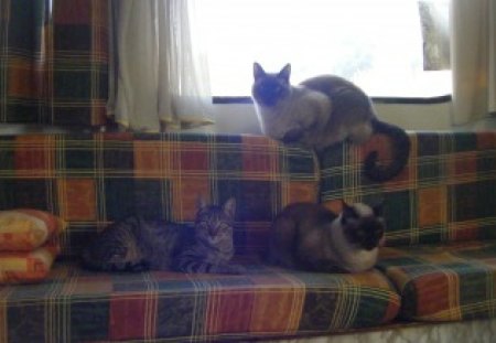 Sammy, Cesar & Michelle - friends, animals, cats, beautiful