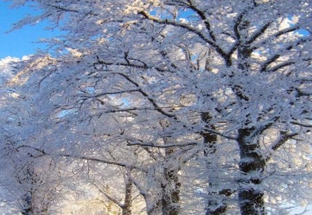 Frosted roads - sunlight, roads, trees, winter, frosted, nature, snow