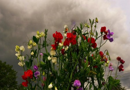 Storm clouds gather - nature, floral, cloud, flowers, storm