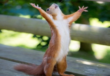 LORD help me - lord, animals, help, funny, bench, squirrels