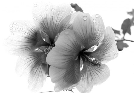 flower - black, white, flower, droplets