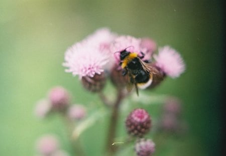 The Busy Bee - bee, insects, animals, bugs